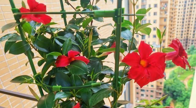 此种藤本花卉,不输铁线莲,养护容易,四季都开花,室内也能种!