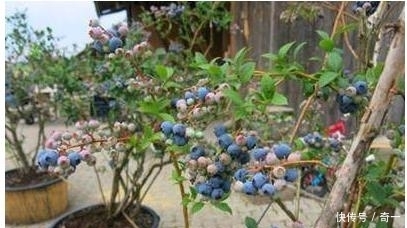 我在阳台用花盆种了这八种果树后,一年到头都没买水果!