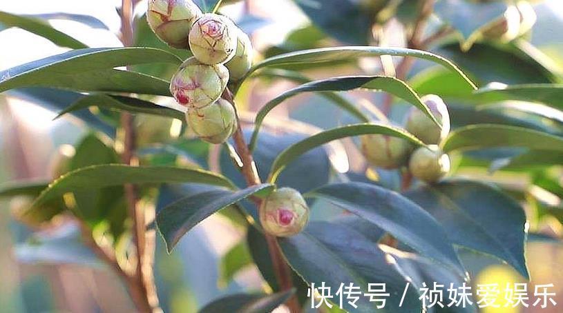 花友|茶花怎样养才能一年比一年开花多正确疏蕾和追肥必不可少