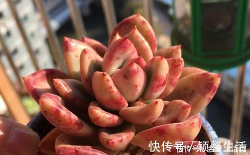 叶片|家里的多肉总是长不好?避开3个“陷进”,你可不要中招!