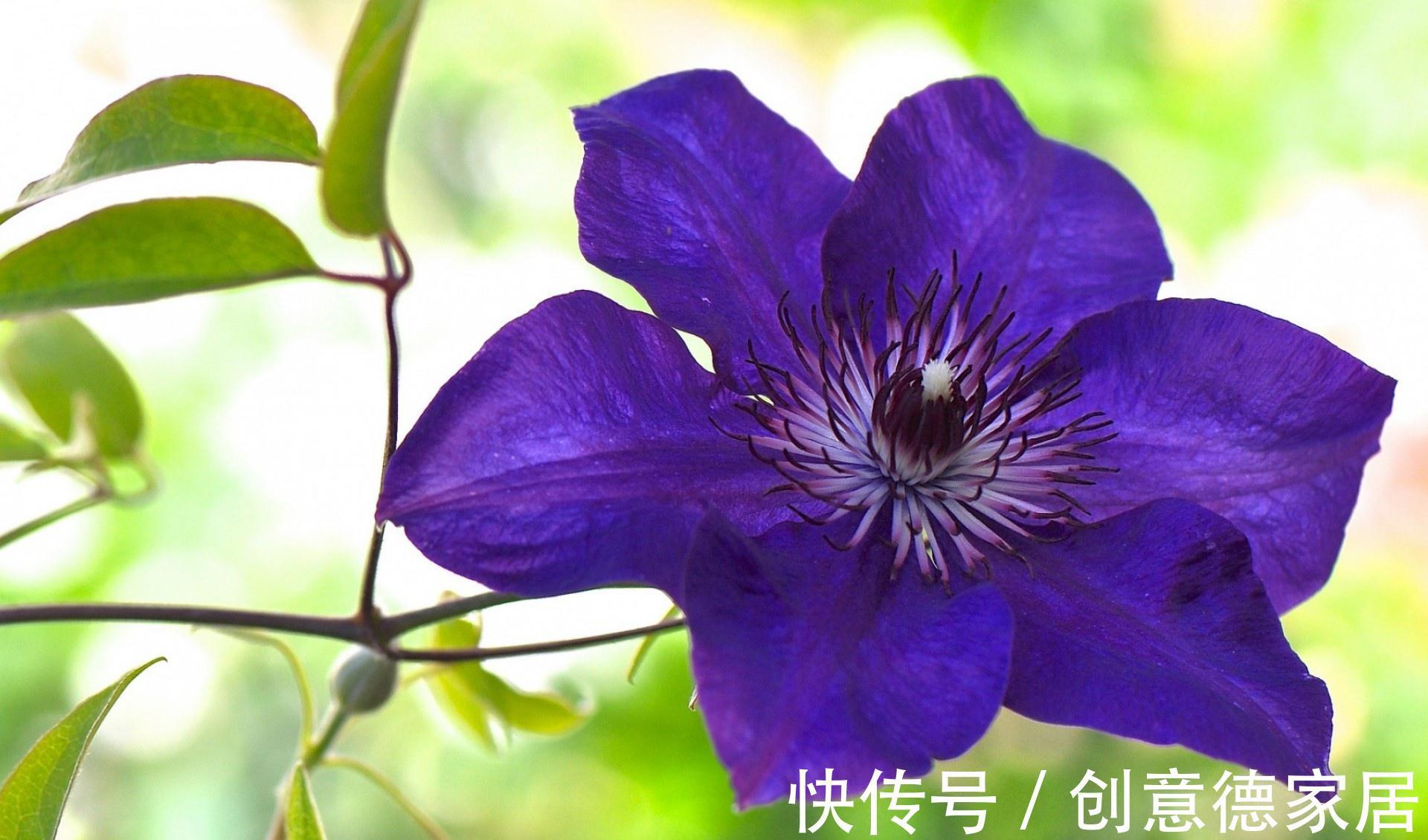 芹叶牡丹|养花试试这几款，青翠的叶片下摇荡生姿，真是人见人爱的花草植物