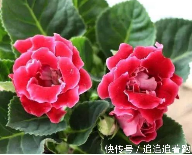 这几款小花，便宜又好养，“花香”飘满屋，花美心情好！