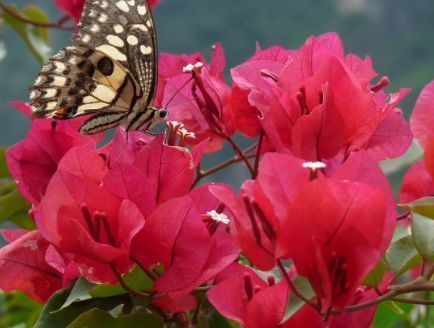 新手养花，不如养盆花中精品“土星王阳台”，丰腴优美，恬静文雅