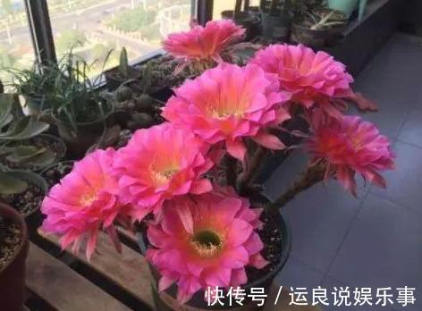 家里盆栽植物的要注意:此4种进屋,既对健康不利又影响运气