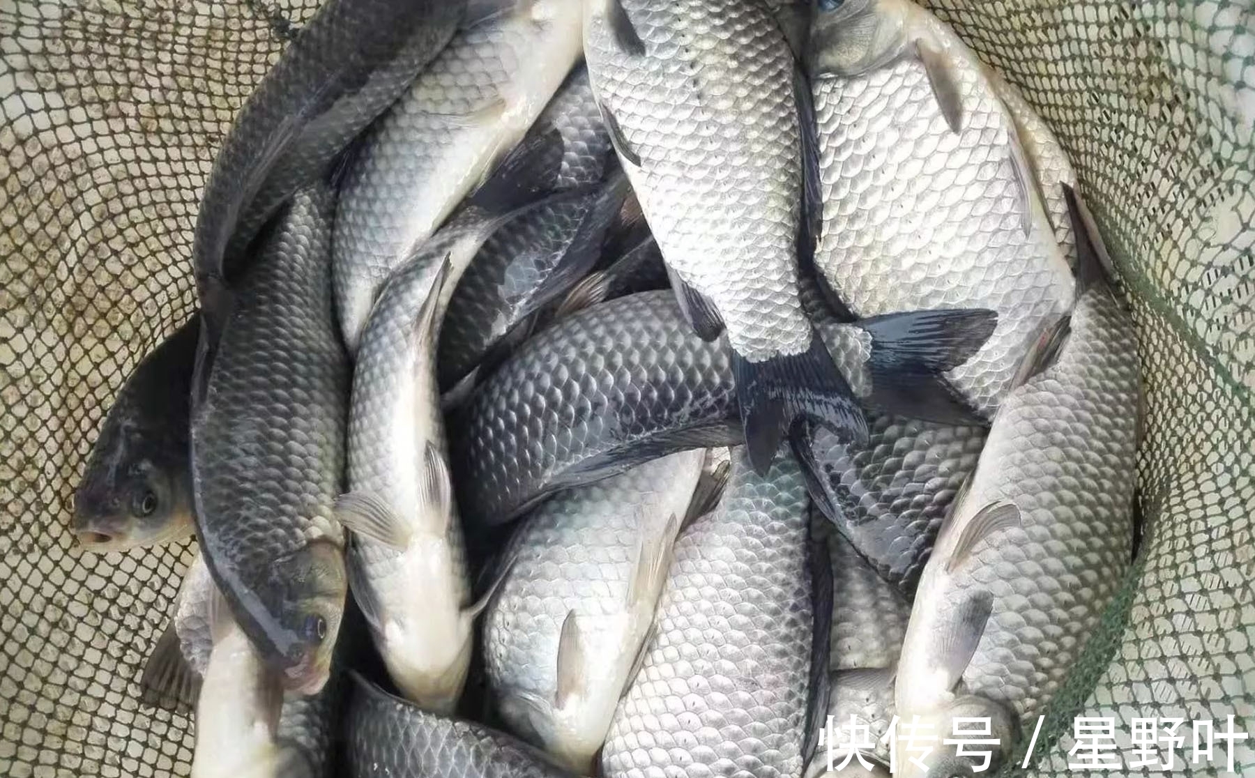 冬钓哪种饵料效果好?别再纠结了,老钓手教你正确选择饵料