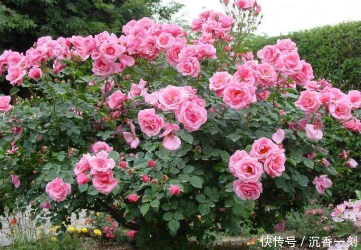 建议爱花人,有闲钱就养一株,花色艳丽,观赏大气