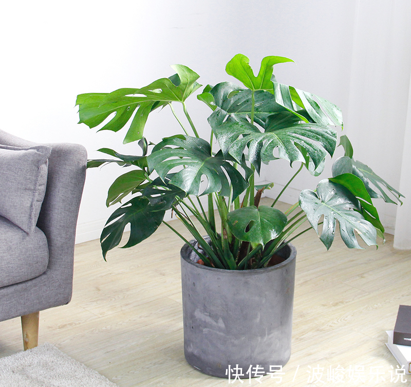 绿森林|8种“漂亮花”别晒大太阳，一晒就耷拉，客厅不见光，养成绿森林