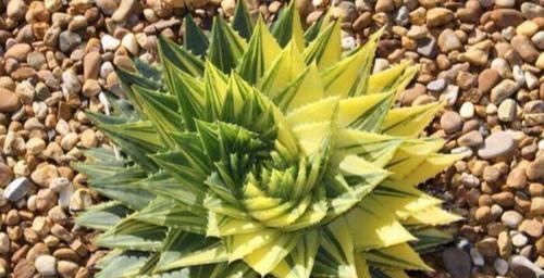 高山雪莲|一盆芦荟1万多,一棵能长50年,越老越值钱,你见过芦荟女王吗