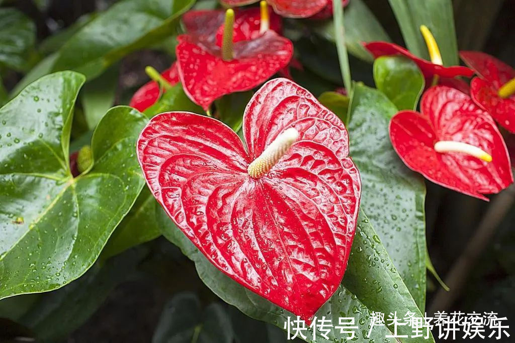 红掌养了大半年不见长,还有黄叶病叶,处理都简单,想开花就难了