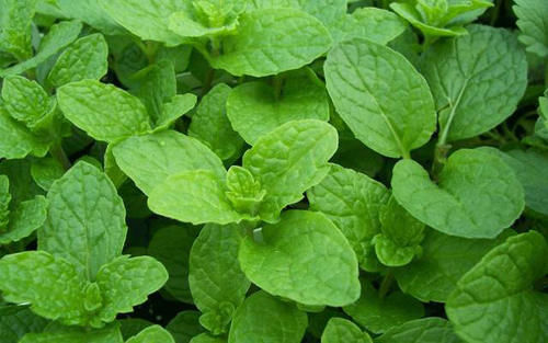 绿薄荷胡椒薄荷柳橙薄荷 做菜泡茶调酒 一起来搞清楚啊 快资讯