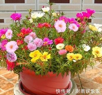 浇水|太阳花“牡丹”养一盆,浇水不用管,生息起伏,自生自灭