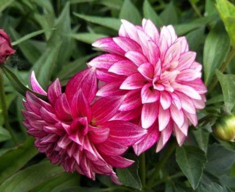 比香水都好闻的盆栽,养一盆,家里芳香四溢