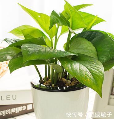 再也不用担心绿萝养不好了