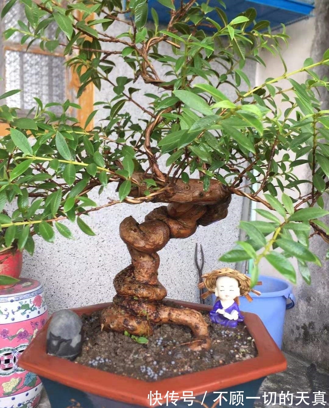 15种常见花，冬天浇水有讲究，小心越浇花越死