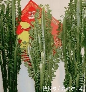 适合懒人养的“怪花”,1个月不浇水,反而还开花更猛了