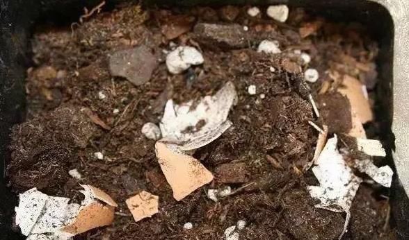 养君子兰,喂上两个“蛋”,叶片壮实像白菜,花朵蹭蹭蹿