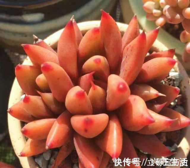 新手养多肉常犯的4个错,难怪肉肉长不好,你中了几条?