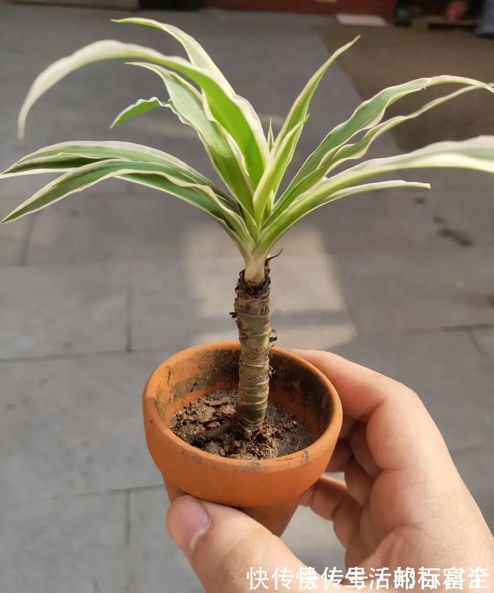 吊兰,虎皮兰都能养成老桩了,网友说,我不信