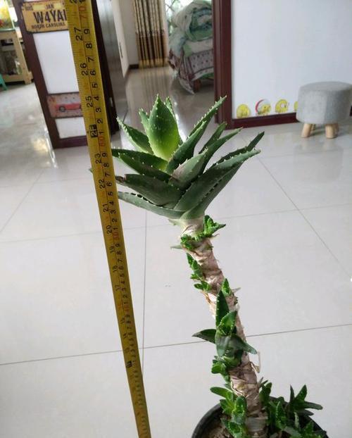 芦荟|教你正确栽培芦荟盆栽,养成老桩身价翻倍,方法简单有效