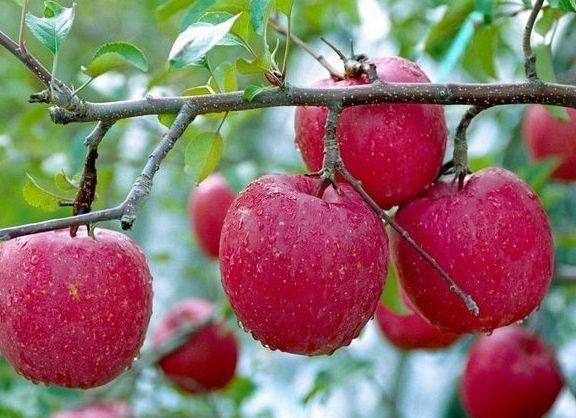 吃法|苹果“最佳”的2种吃法,促进肠胃蠕动排宿便,为健康吃起来