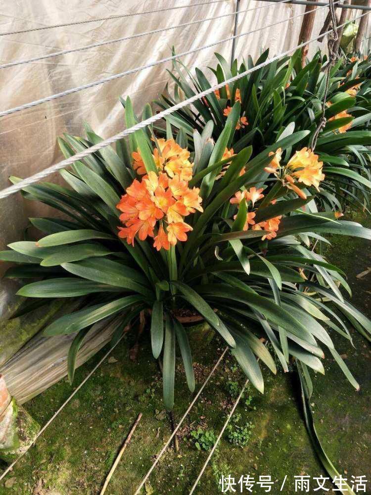 开花|养君子兰的要注意了,12月是黄金时期,能不能开花就看这个月份