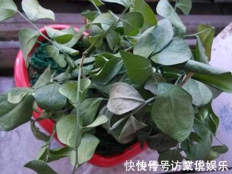 盆栽一枯萎,老婆就在盆栽里放入小药片,不久盆栽又绿油油!