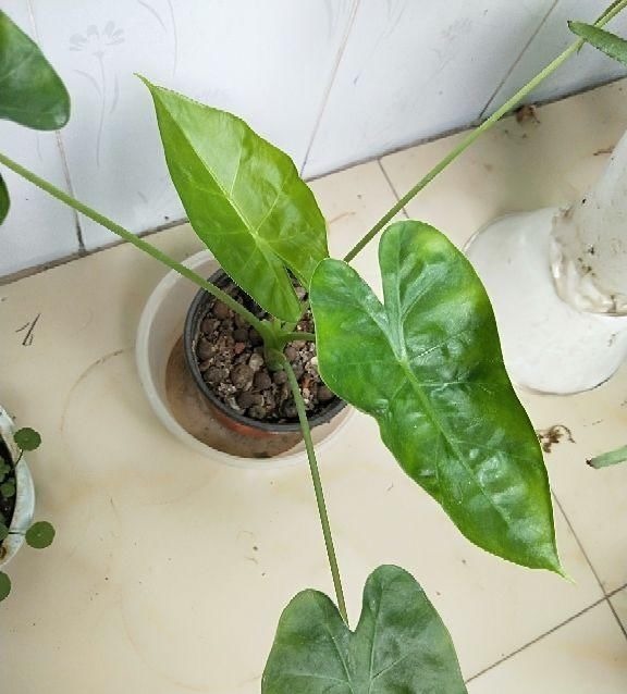 这种“养人”花,窗台客厅摆一盆,干干净净又杀菌