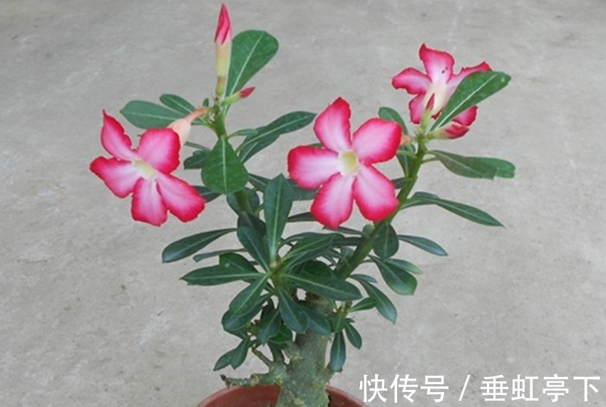 天宝花|养花就养它，灿烂似锦，四季花开，开花满枝头，谁都能养好