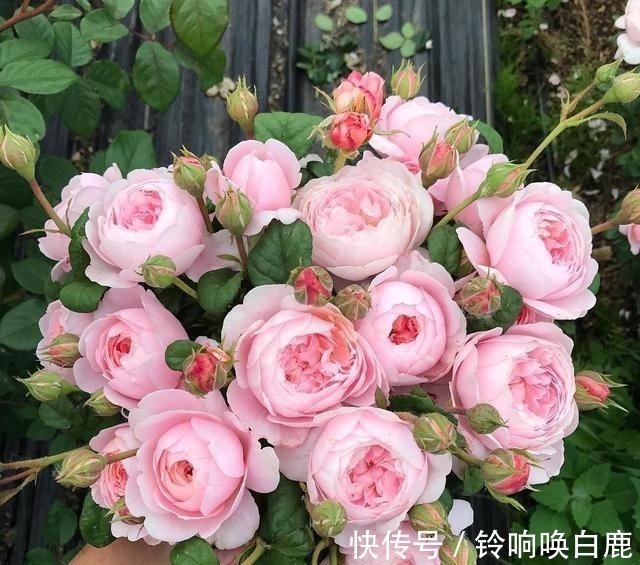 20款耐阴月季推荐,光线不充足也可以养好月季啦,花友鼎力推荐哟!