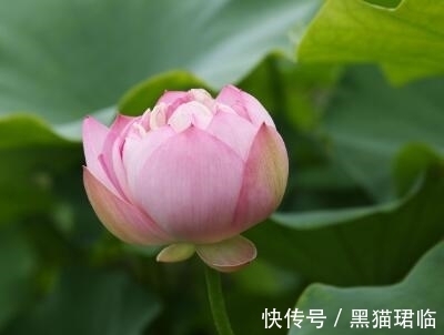 生肖猴|9月30日之前，四生肖扫清阴霾，迎来大运，财运亨通，好运不断