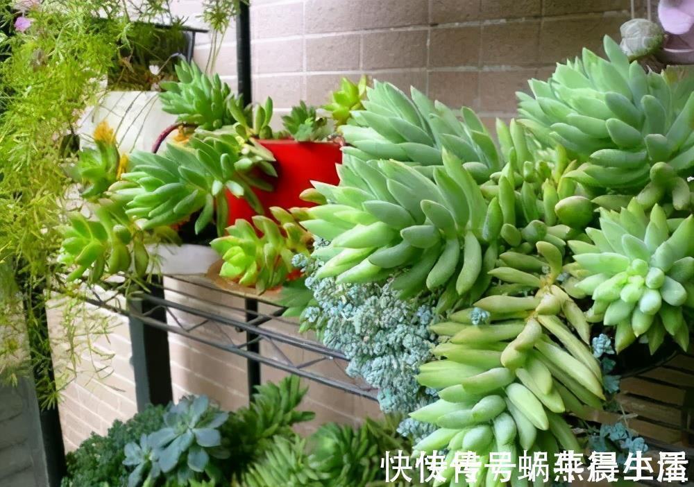 绿巨人|多肉千佛手，号称“绿巨人”，一片叶子长一盆，养成群生肉墩子