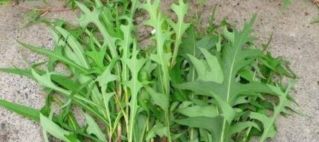 珍惜|农村一种野草叫“山莴苣”,路边遇见请珍惜,却是上佳的野菜