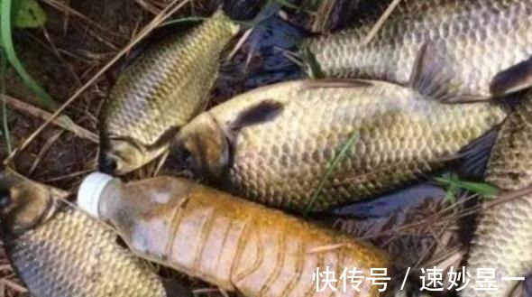 饵料|难怪鳊鱼越钓越过瘾,春季用这种钓法,感觉新手也能秒变老司机