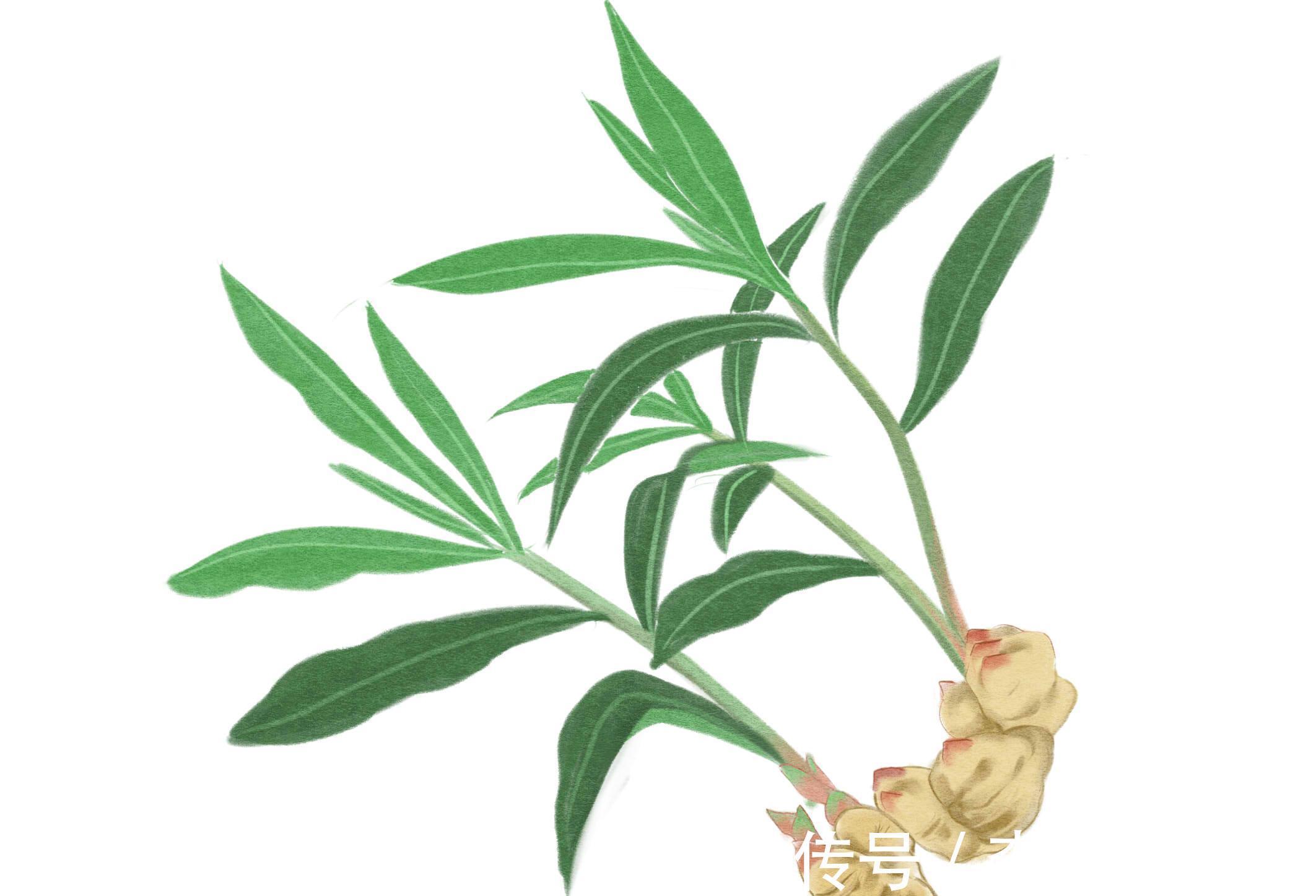 生姜|吃姜也有注意事项？天天都在吃姜，姜的5大禁忌，你了解多少？