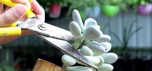 上色美|养了2年的多肉不长个？掌握1个技巧，上色美易爆头，长成群生老桩