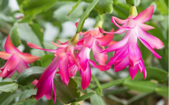 家里就养这“4种花”,漂亮好养又便宜,四季开花不断,满屋飘香