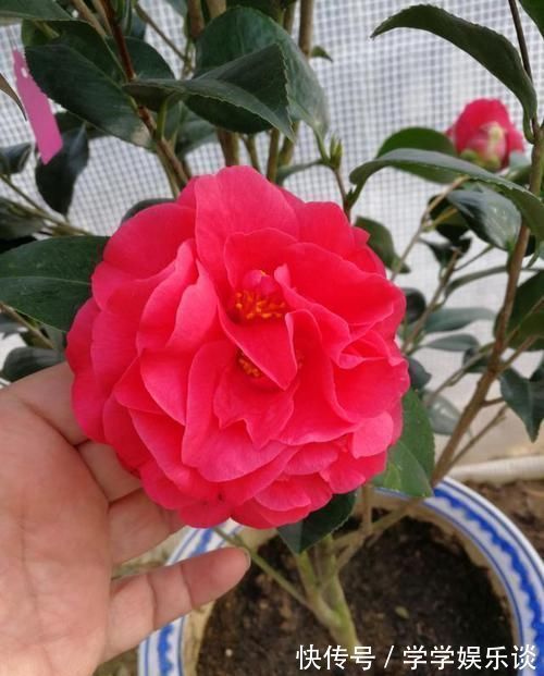 此花是茶花之王,拥有九心十八瓣,花色鲜红,比牡丹美,比兰花香