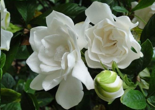 杜鹃花|月季花杜鹃花栀子花总是养不活教你一招,连开3个月!