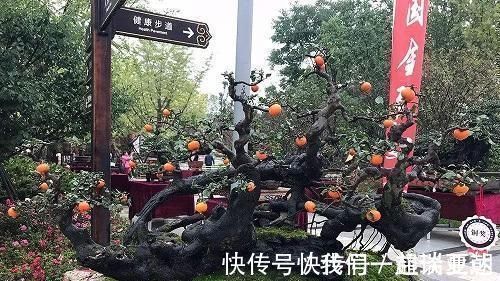 李大爷喜欢上山找树桩,样子奇形怪状也能变身,最后变成大气盆景