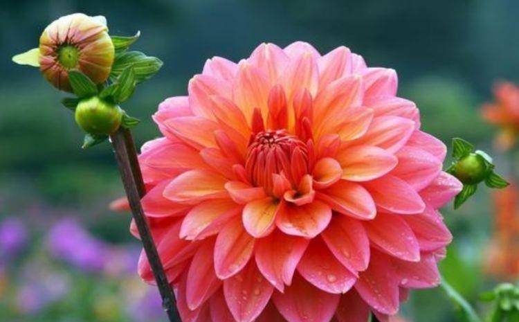 此款花卉,花期200多天,丢盆里猛长,开花多又美