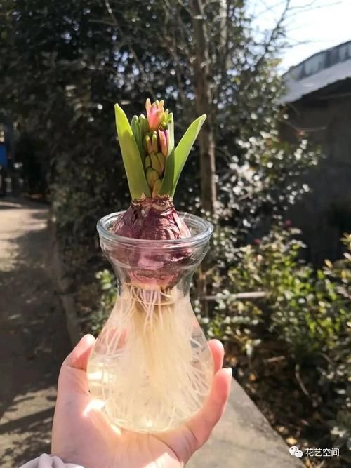 风信子怎么养才能开出大花团？这三点最重要！