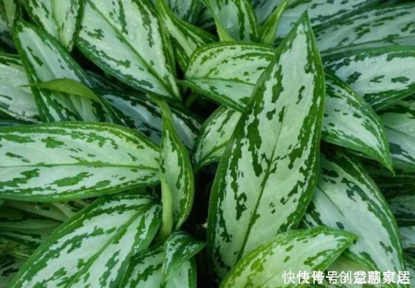 银皇后银皇后|家中有4种花,堪称''疾病的克星'',净化空气,全家人都受益