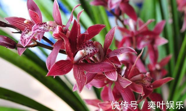 兰花空根烂根,教你3方法来救治,大白根呼呼冒,新芽猛窜花爆盆