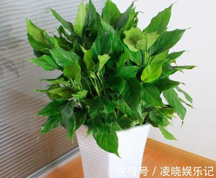 四种寓意好的花,喜庆吉祥好运来,养人旺财添富贵,漂亮好养