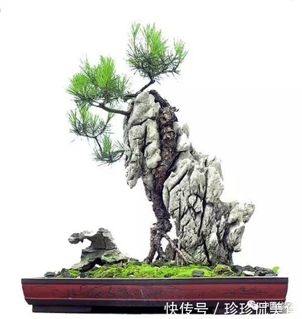 极品附石山松盆景，见过的人都忍不住竖起大拇指！