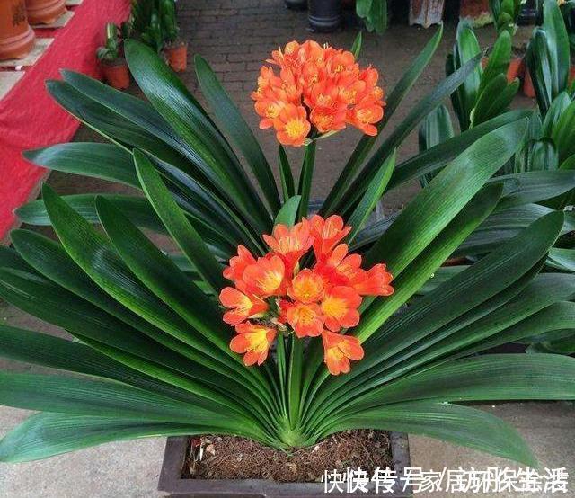 根系|养君子兰,死记硬背5个要点,啥问题也没有,叶子油绿过年满花箭
