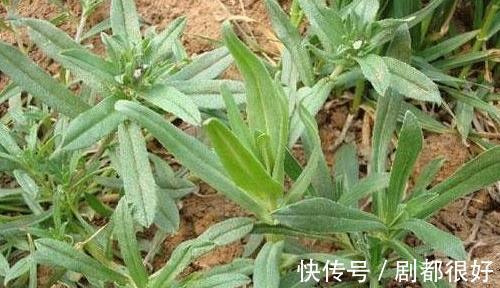 棉花菜|农村常见清热解毒的宝贝，请不要轻易拔掉，毕竟世面上不多了