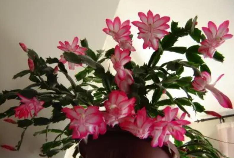 天冷了,蟹爪兰进屋有讲究,3件事做不好掉蕾又黄叶,花苞开不出