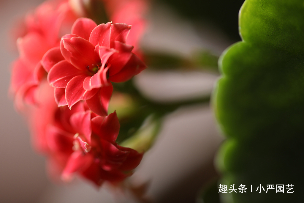 长寿花盆底垫点“它”，植株快速生长，花期一到就爆盆