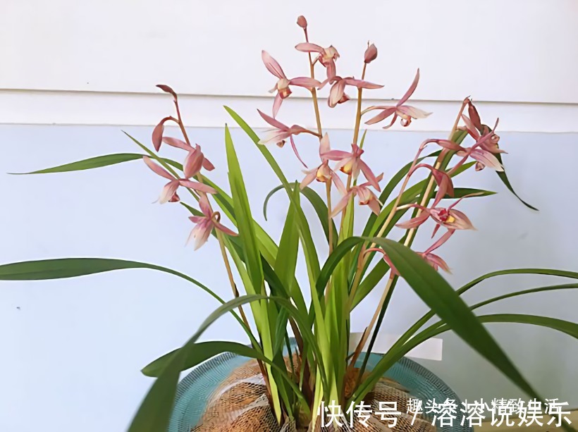 新手养兰花,要注意3点,先学会怎么养不死,再学怎么养好